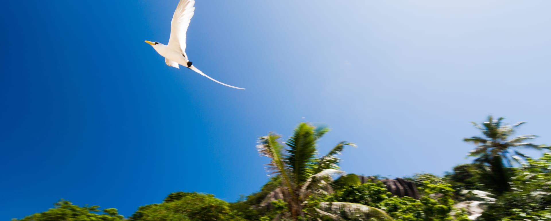 White Tailed TropicBird Experience