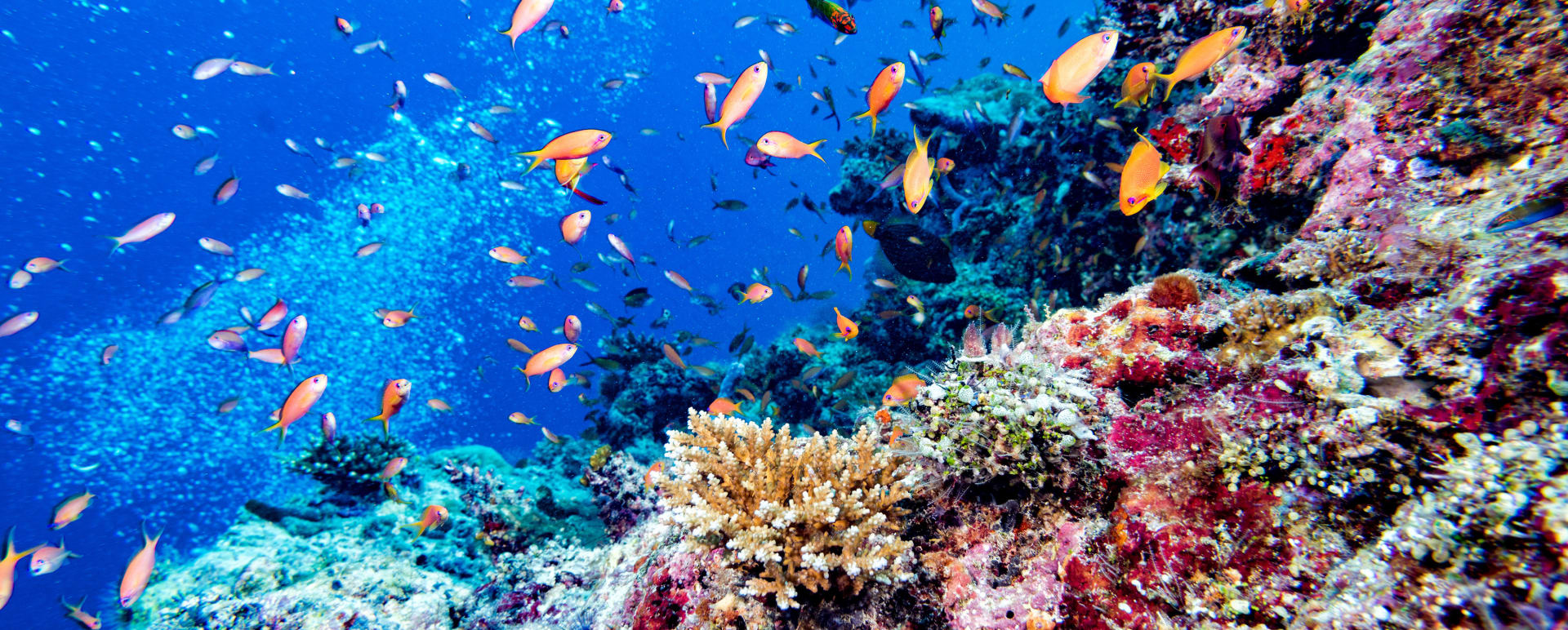 Corals 