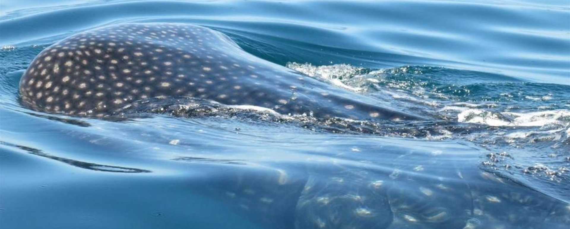 Whale sharks - Casa Sandra
