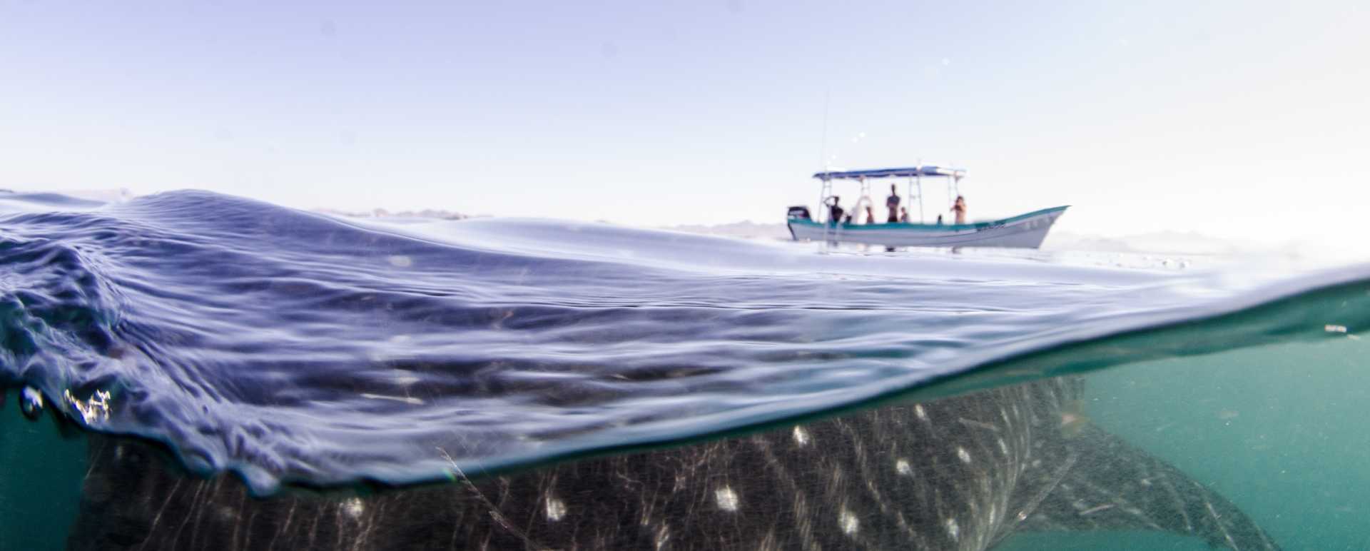 Epic Baja California  