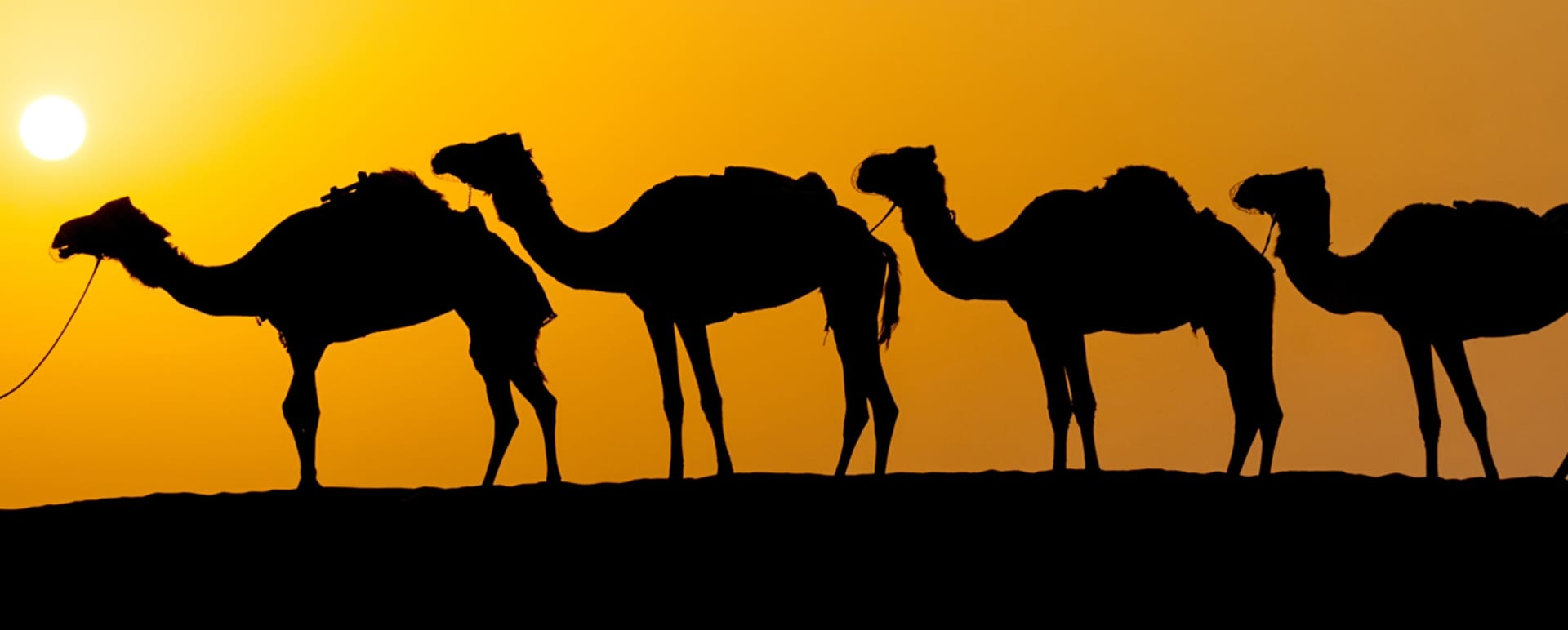 Middle Eastern highlights