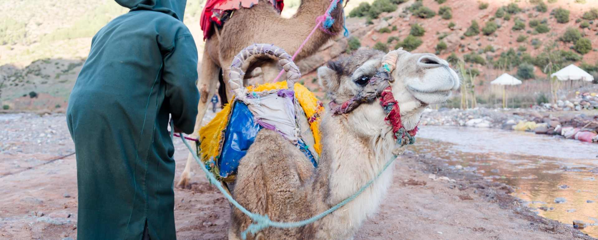 Camels - Authentic Morocco