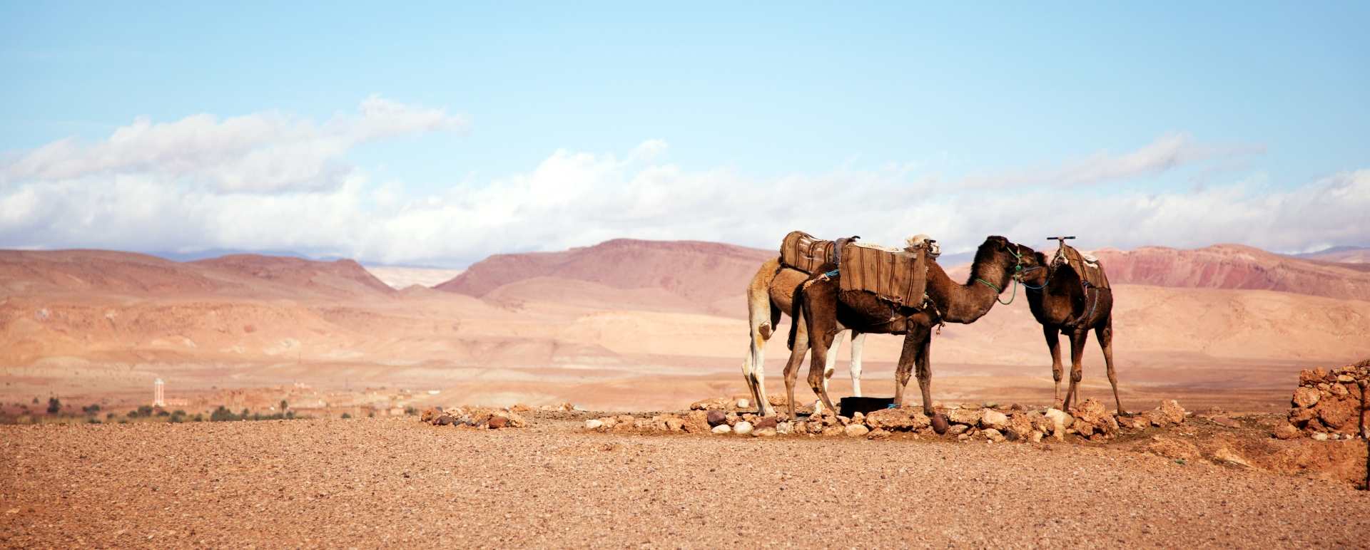 Camel - Classic Morocco