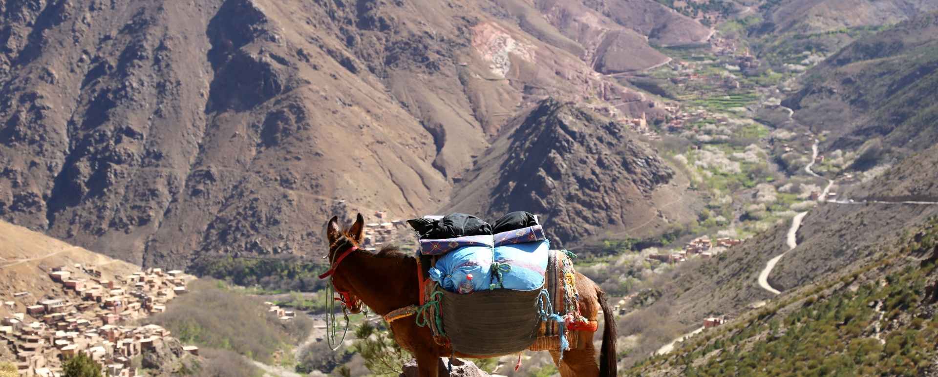 Mule in Atlas Mountains - Simply Morocco