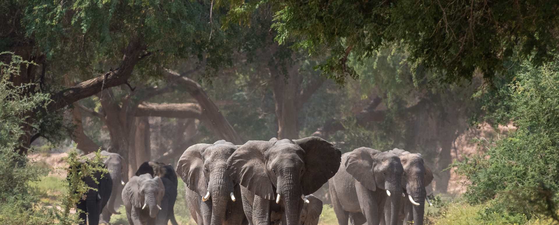 Desert-adapted elephant 