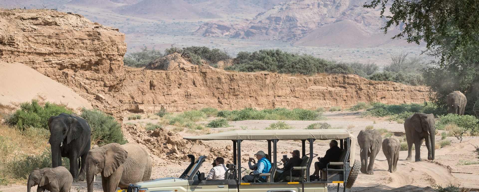 Desert-adapted elephant in dry river bed  