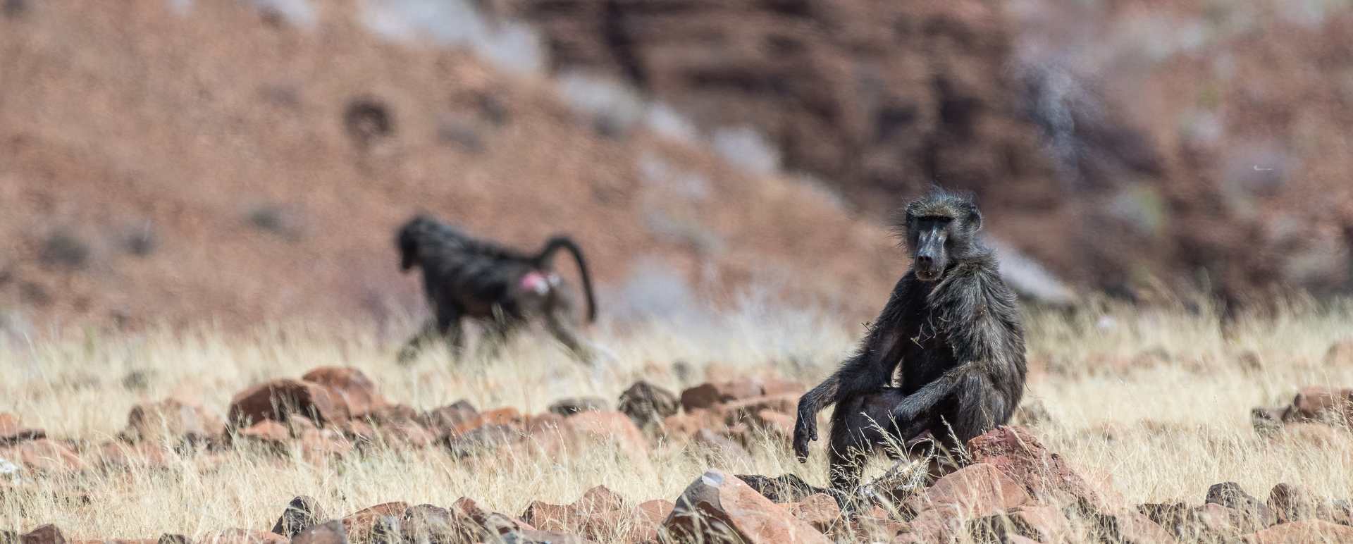Baboon 