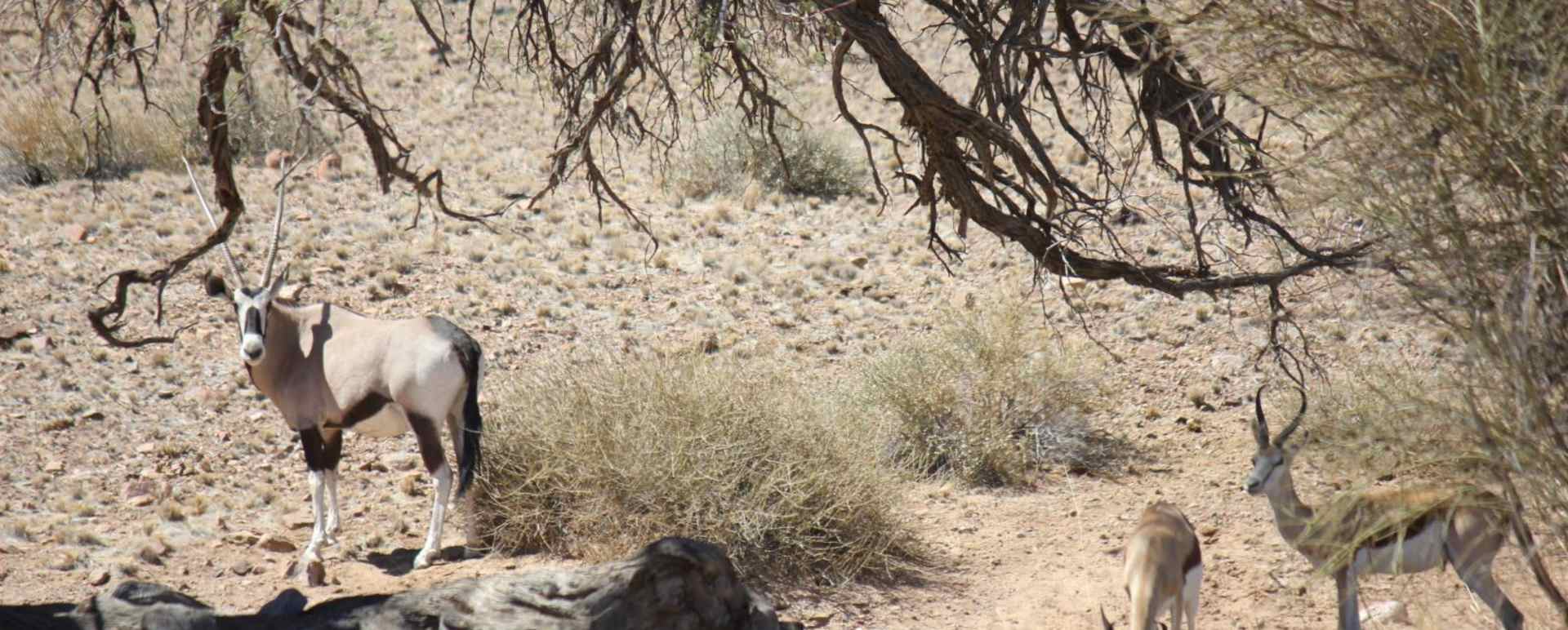 Wildife in the area - Desert Homestead