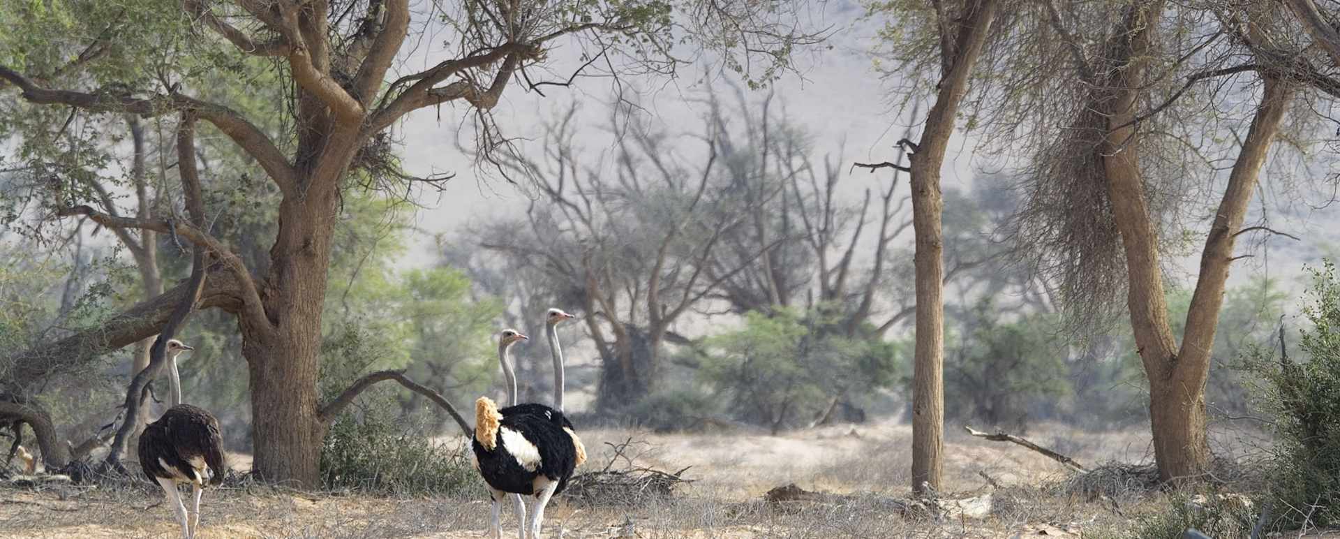 Ostrich 