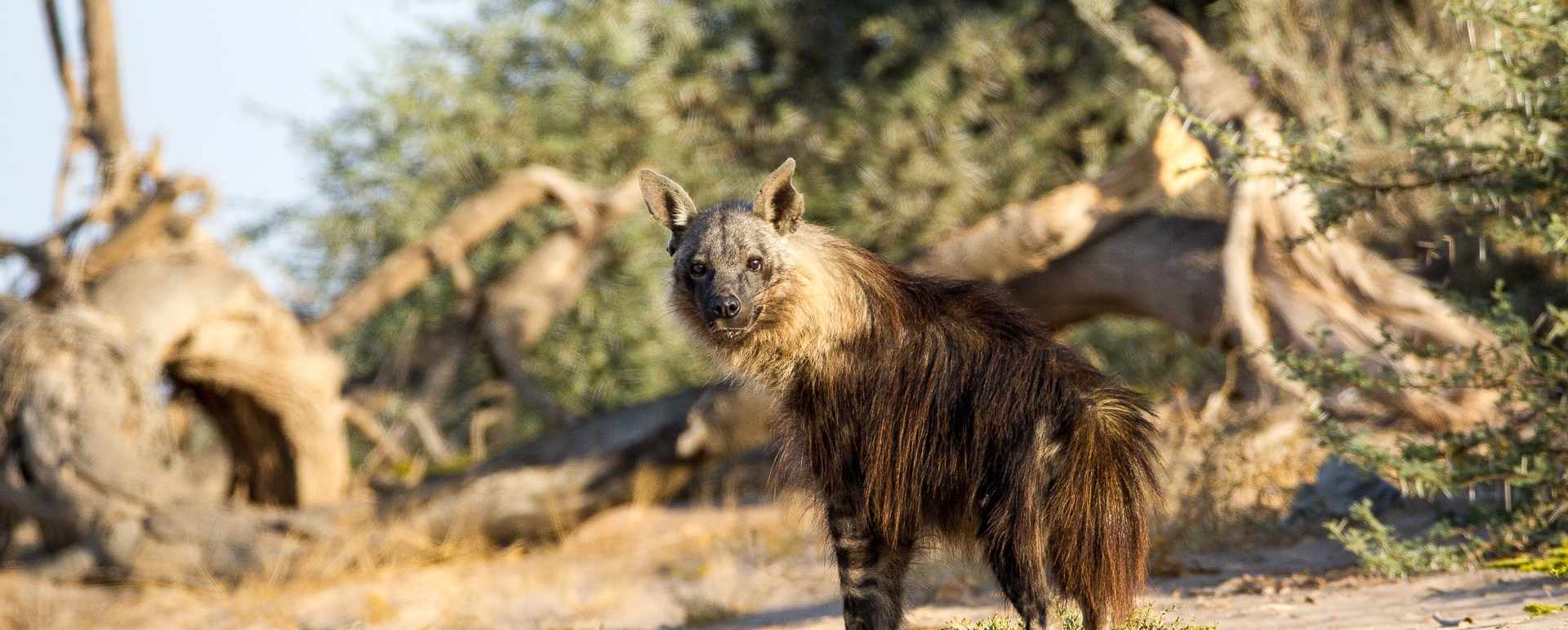 Brown hyena 