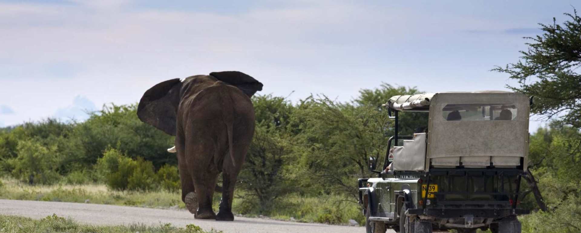 Elephant - Mushara Lodge