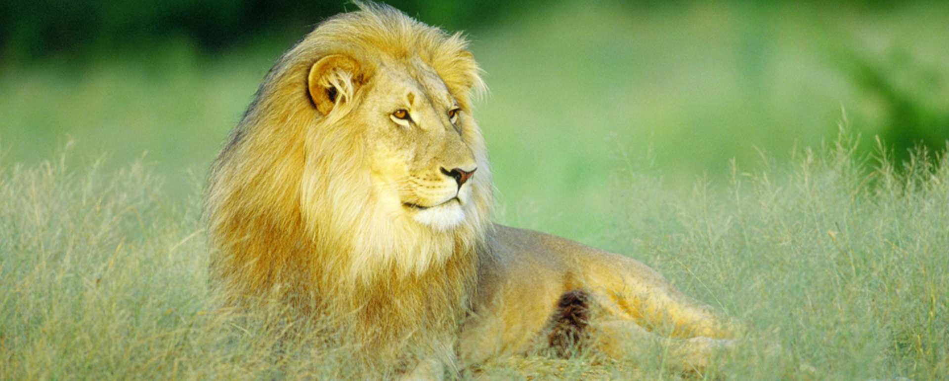 Lion 