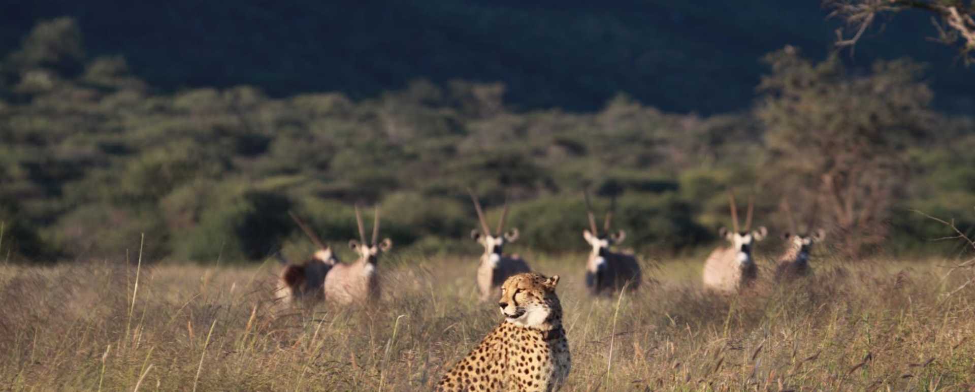 Okonjima
