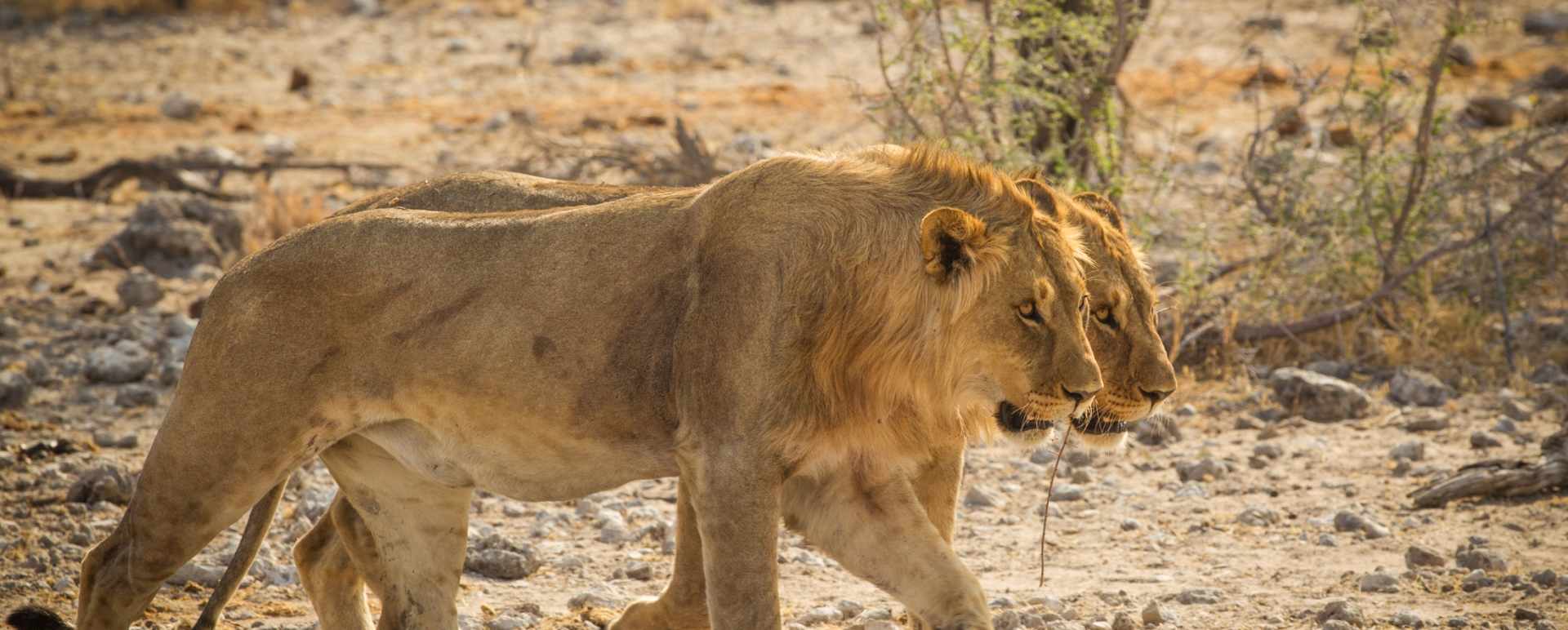 Lions 