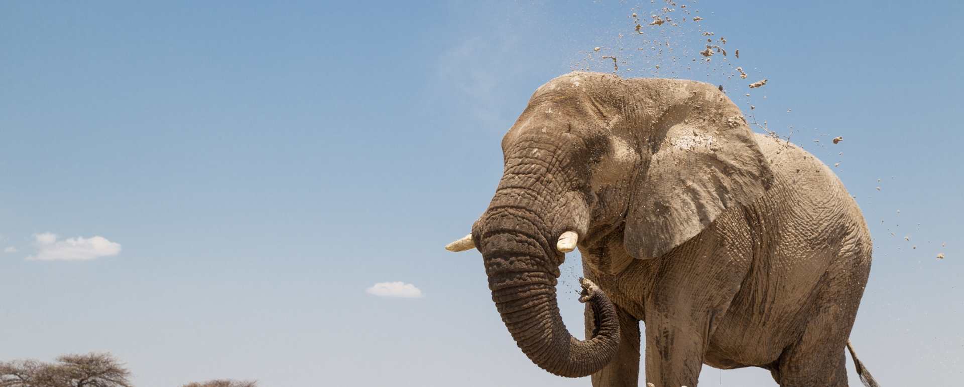 Elephant 