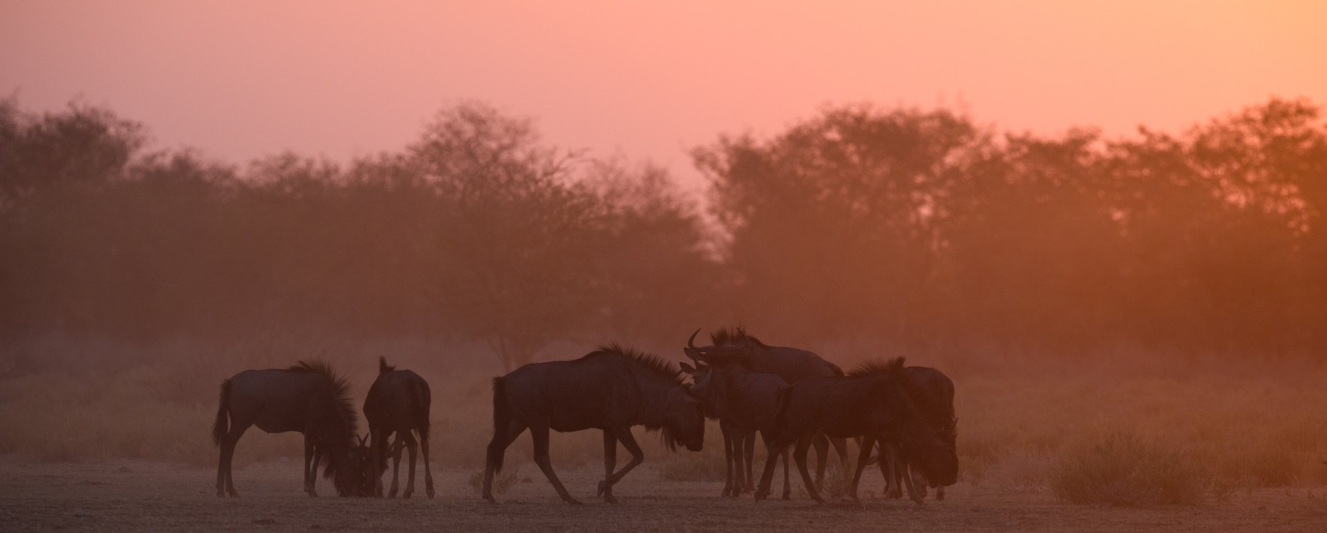Wildebeest at sunset - Safarihoek Lodge