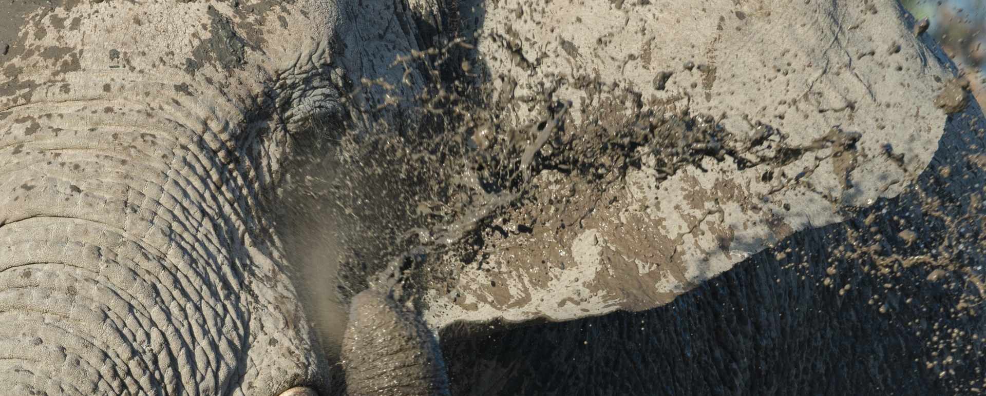 Elephant - Safarihoek Lodge