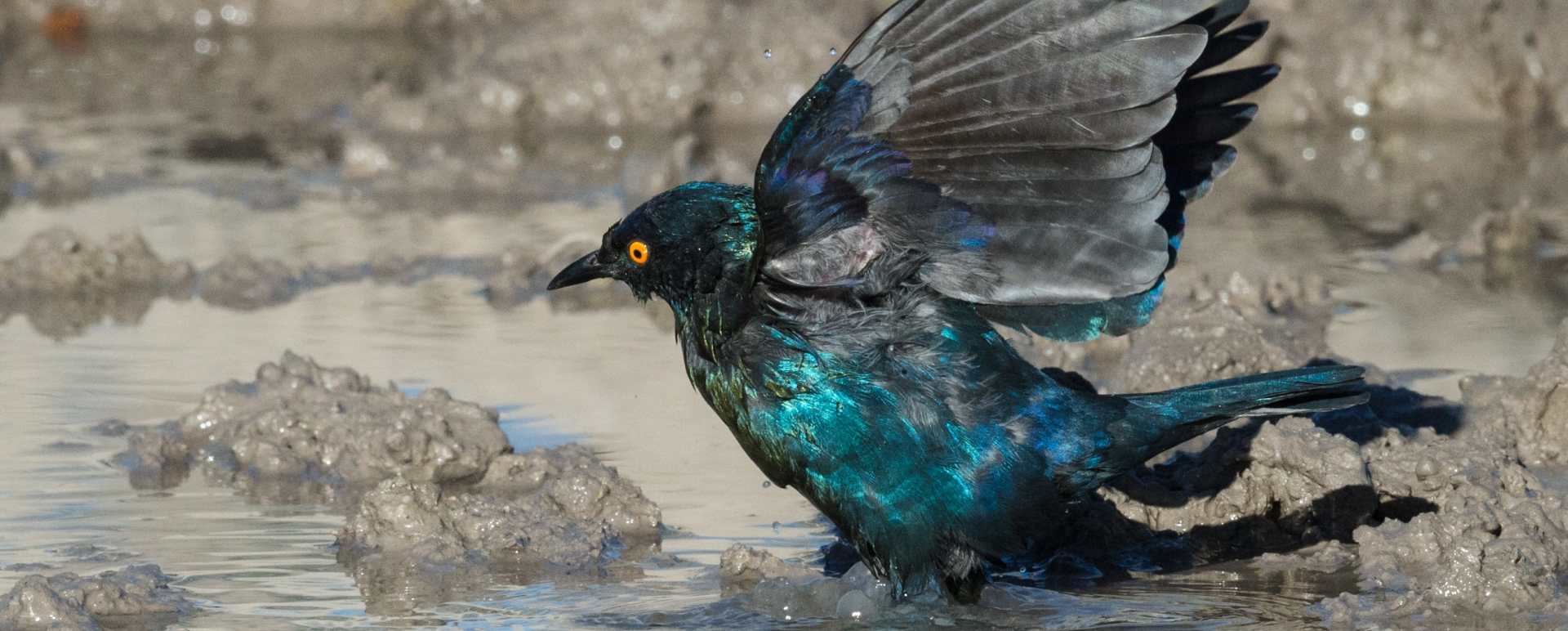 Bird at watering hole - Safarihoek Lodge