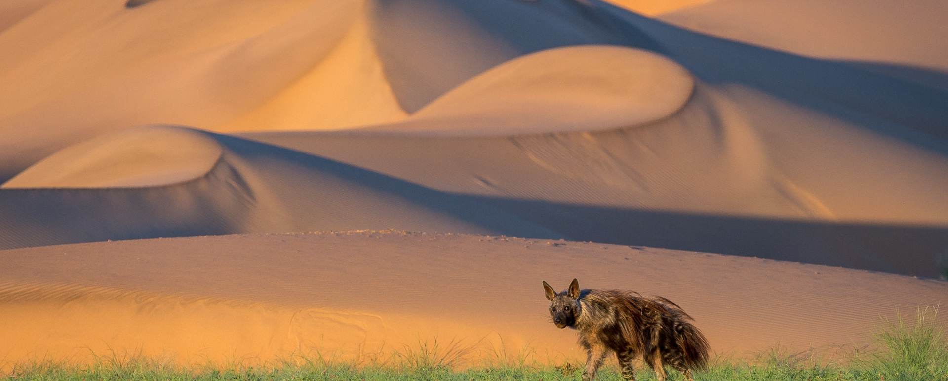 Aardwolf - 