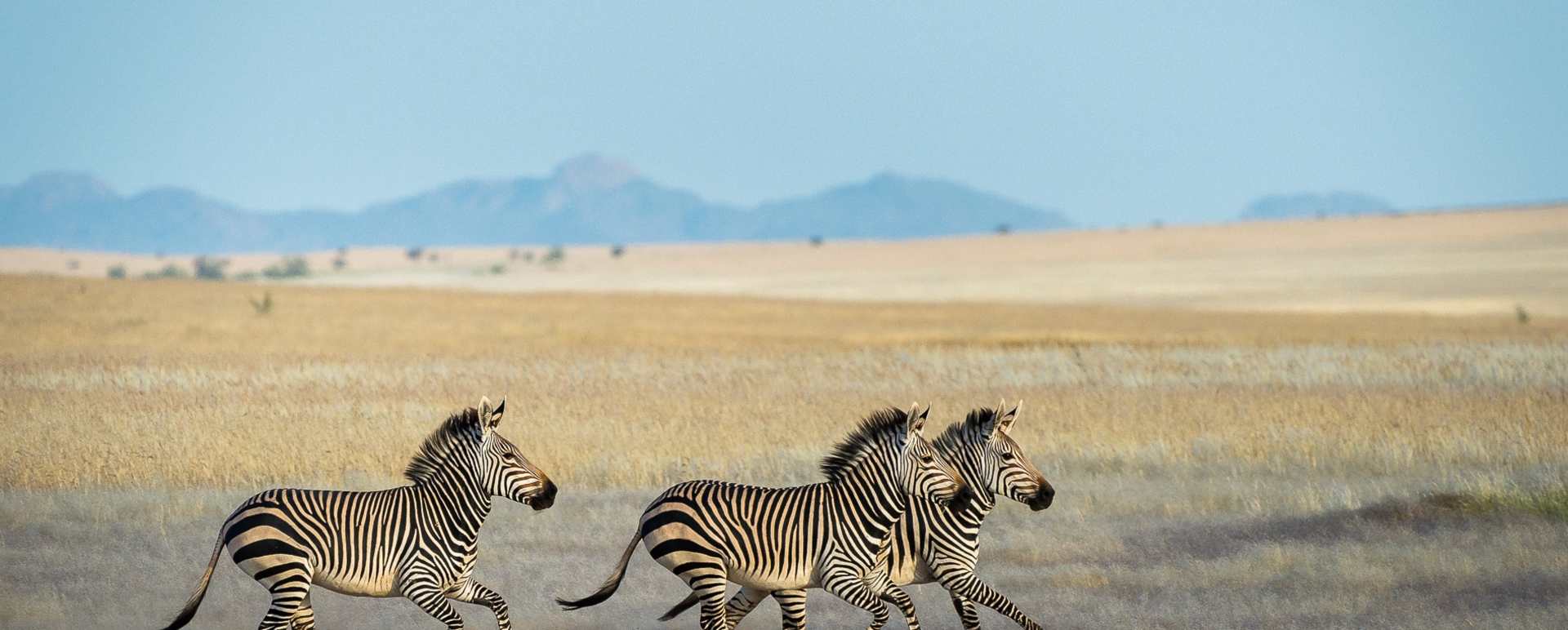 Zebra - 