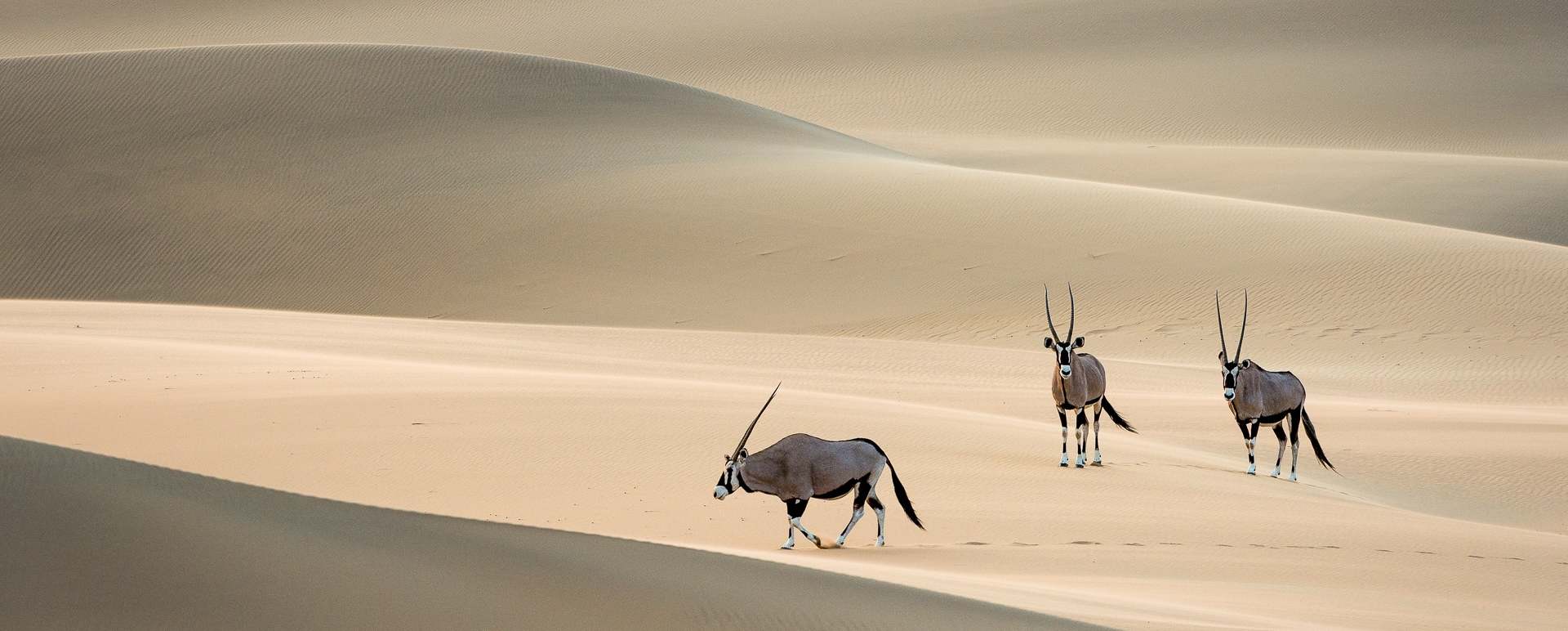 Oryx in the desert - 