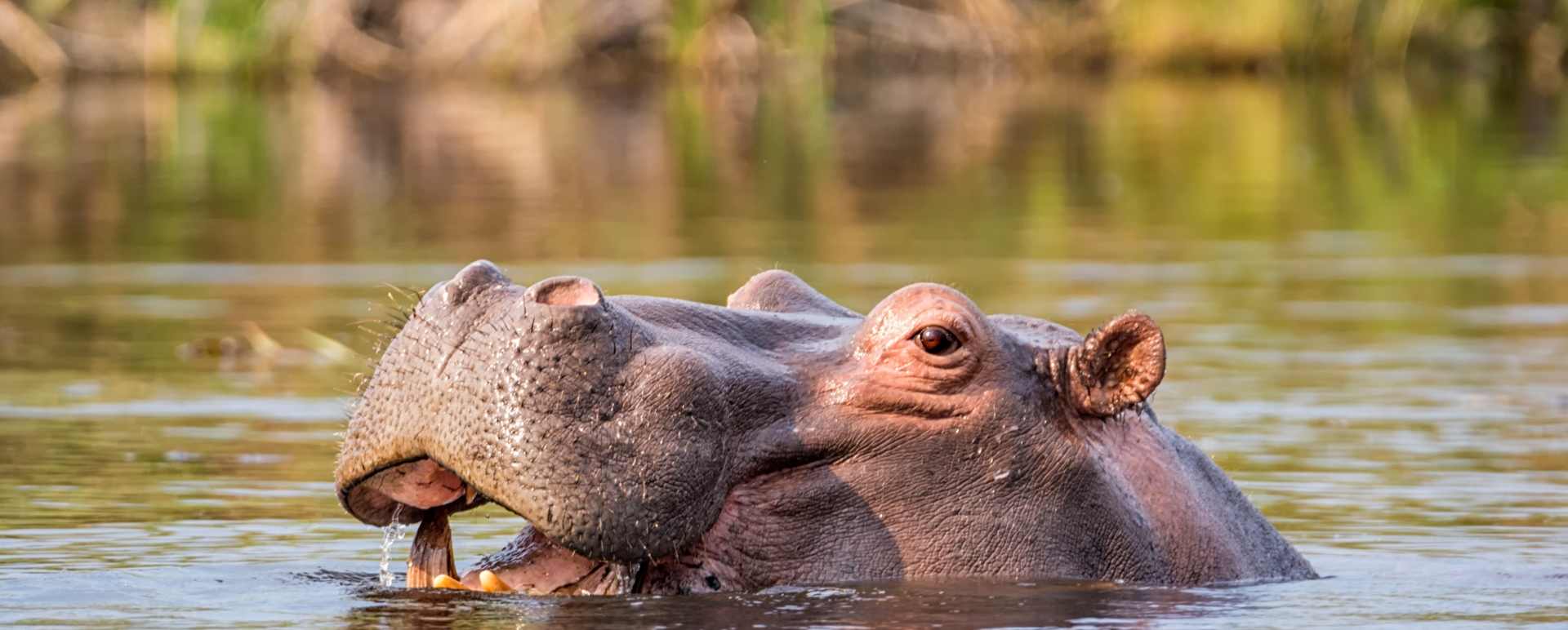 Hippo in the river - Shametu River Lodge & Campsite