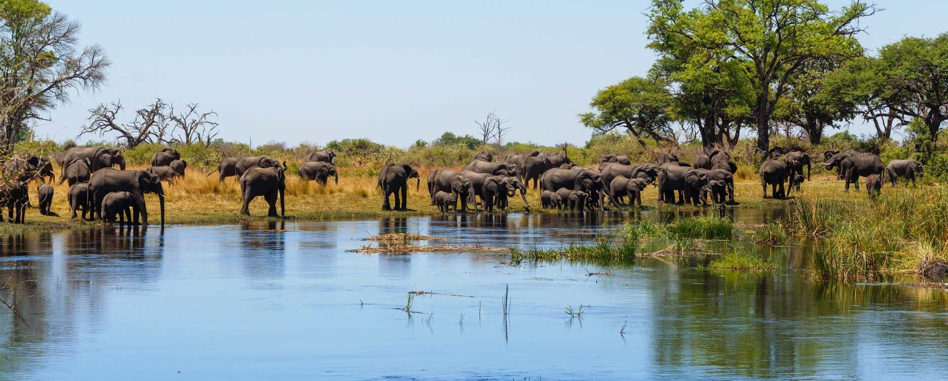 Elephants on the riverbank - Shametu River Lodge & Campsite