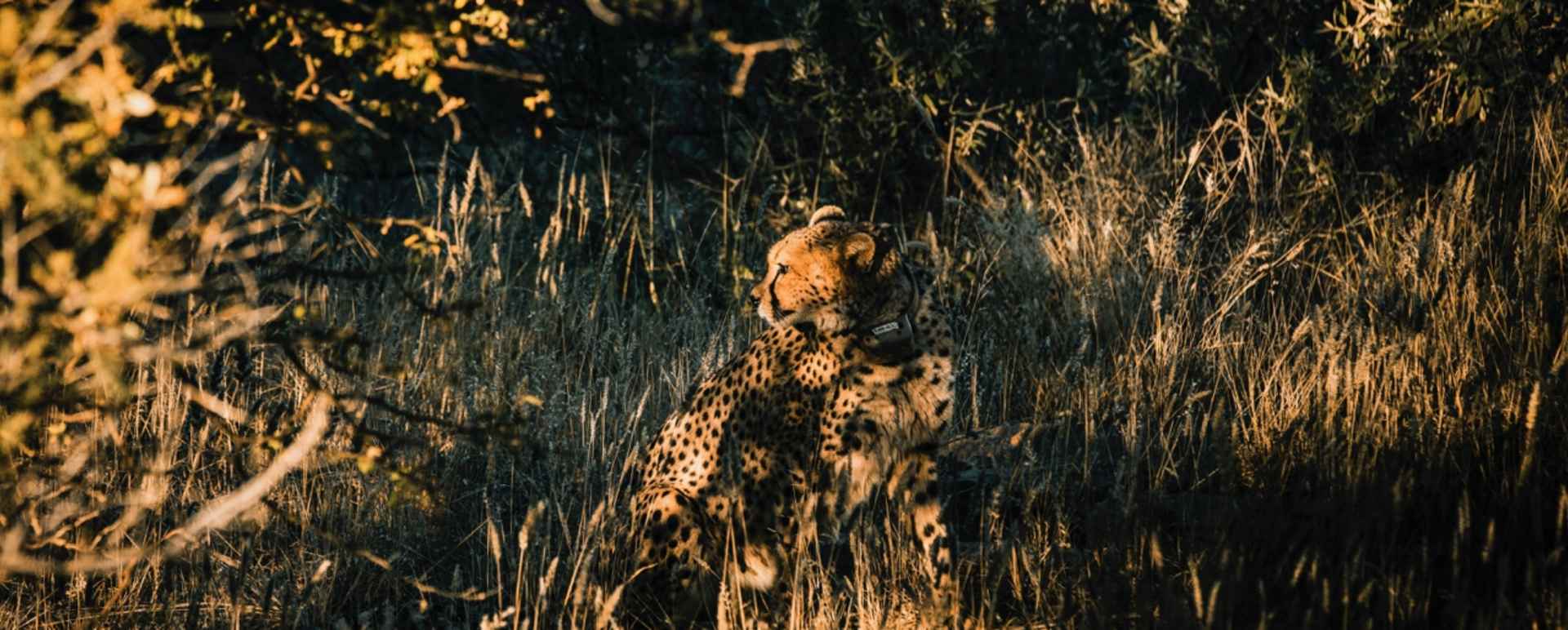 Cheetah - Omaanda