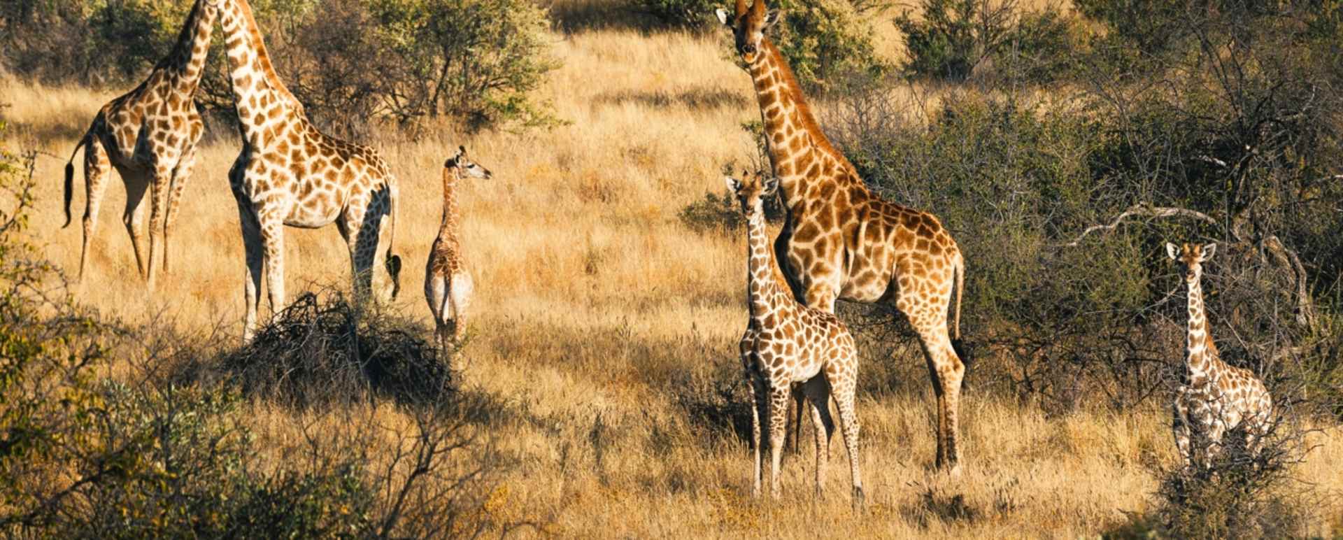 Giraffe - Omaanda