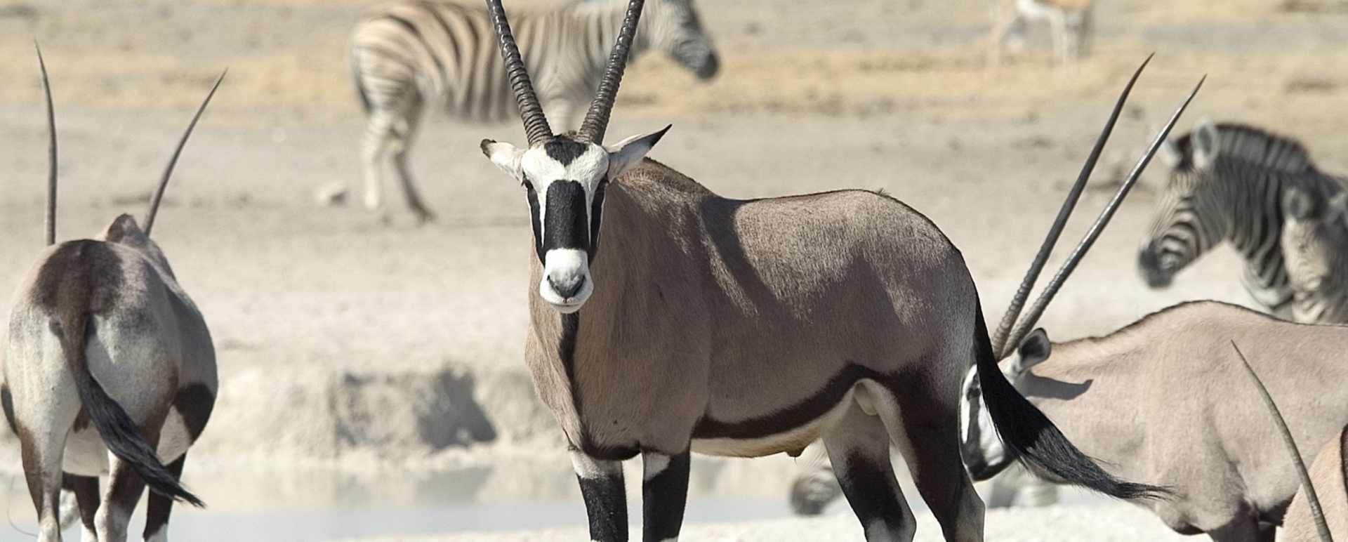 Game drive in Etosha