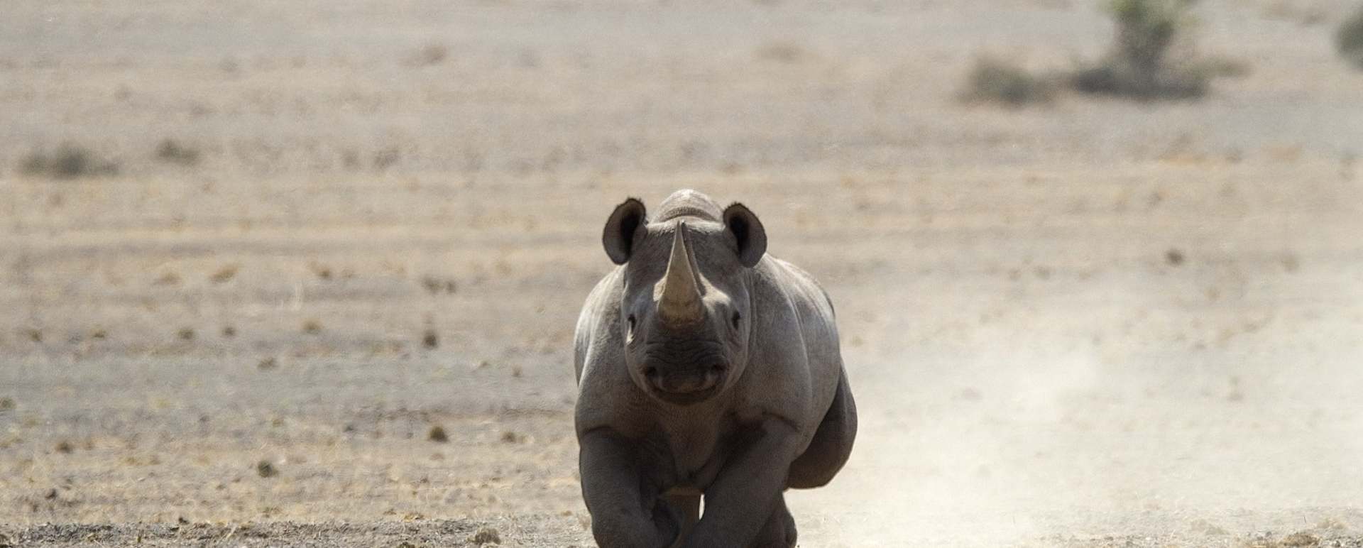 Rhino - Off The Beaten Track