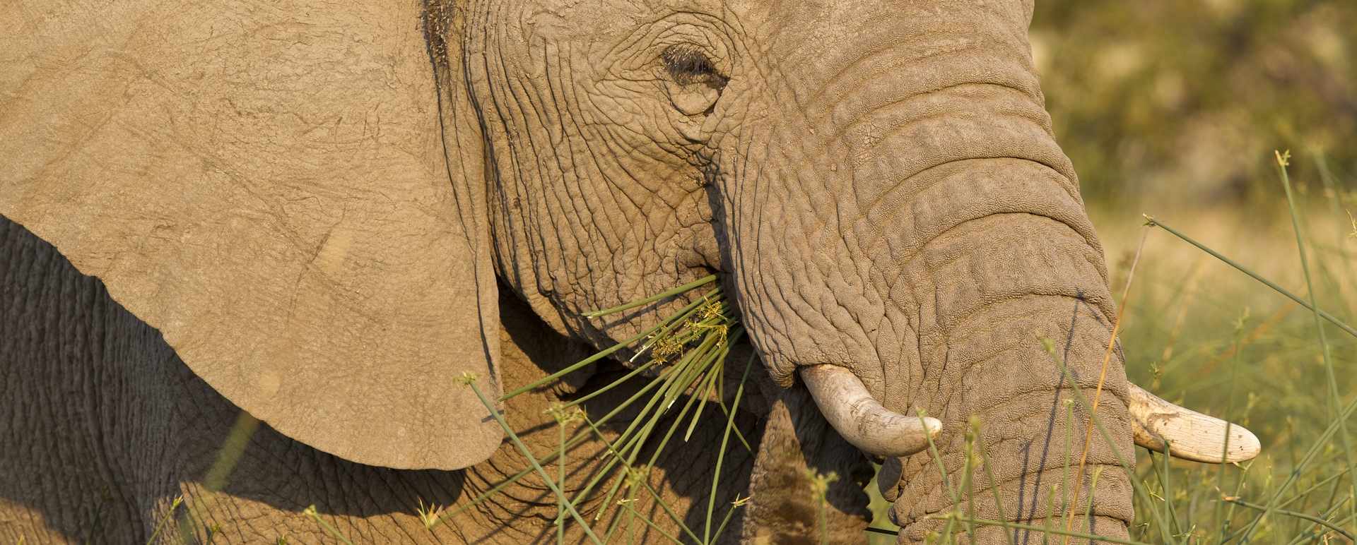 Desert Elephant, Damaraland - Northern Namibia & The Skeleton Coast 