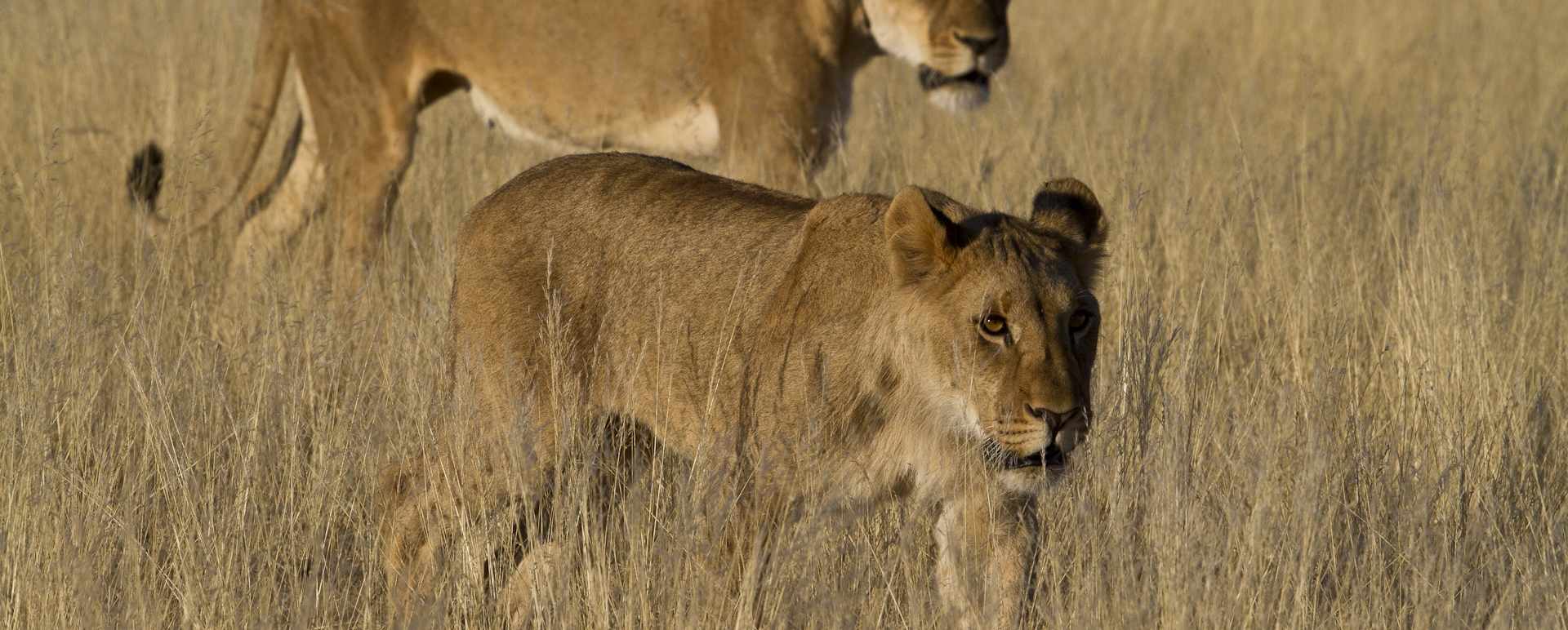 Lion, Damaraland - Northern Namibia & The Skeleton Coast 