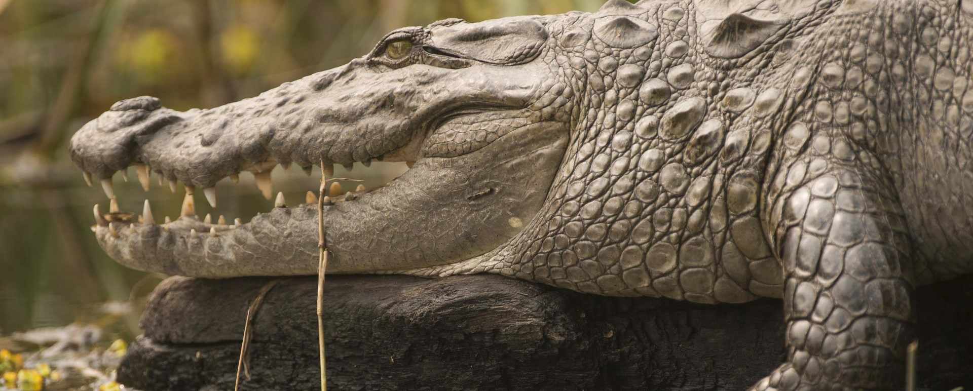 Wildlife - Meghauli Serai