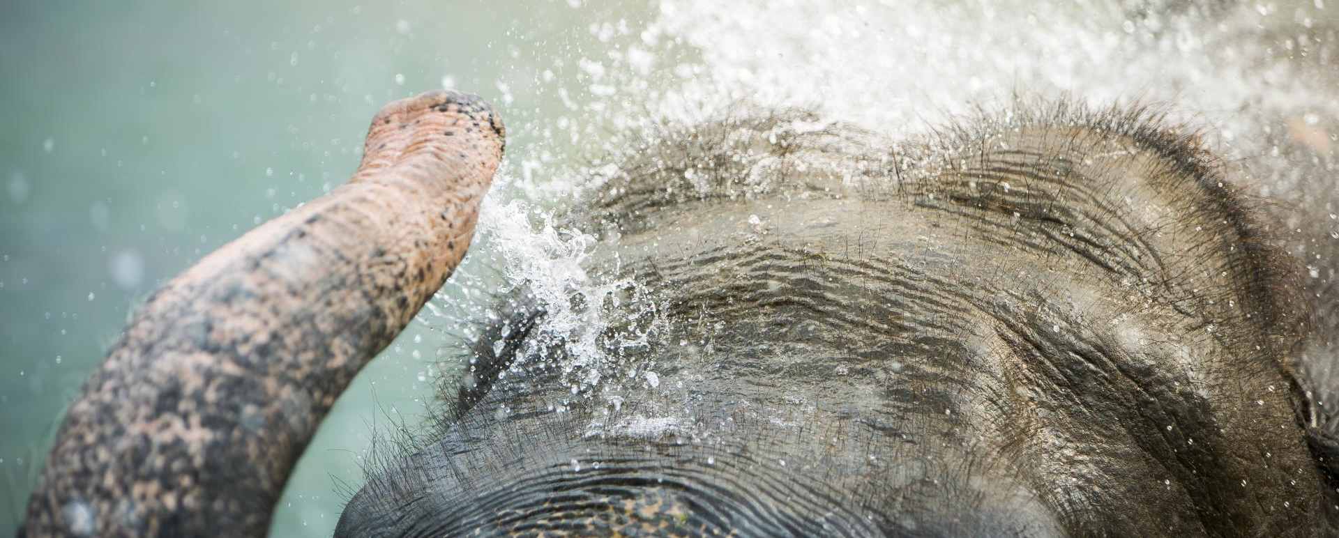 Bathing Elephants - Meghauli Serai