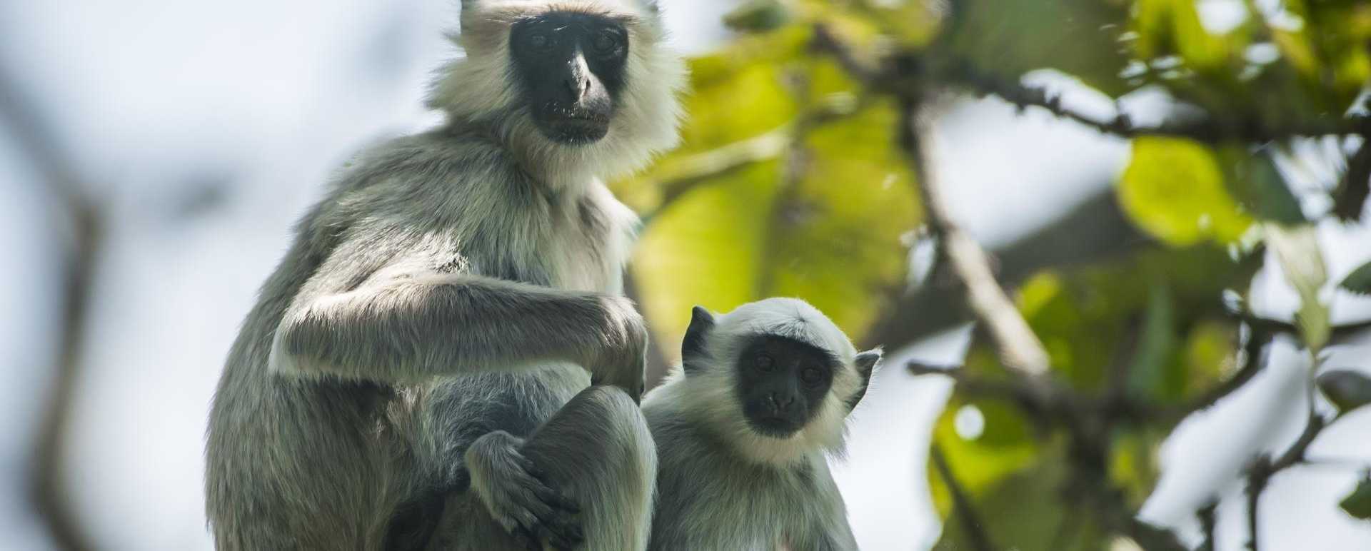 Wildlife - Meghauli Serai