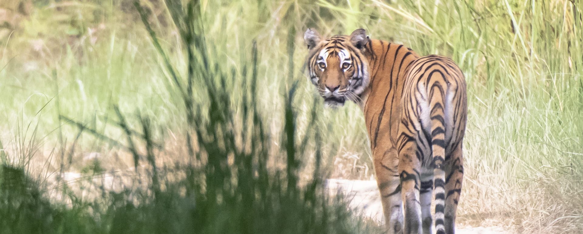 Tiger  