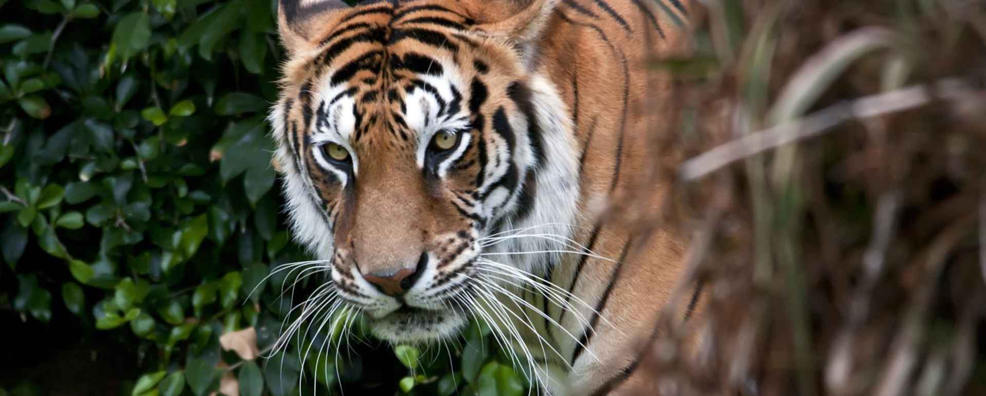 Tiger - Nepal Nature Trail  