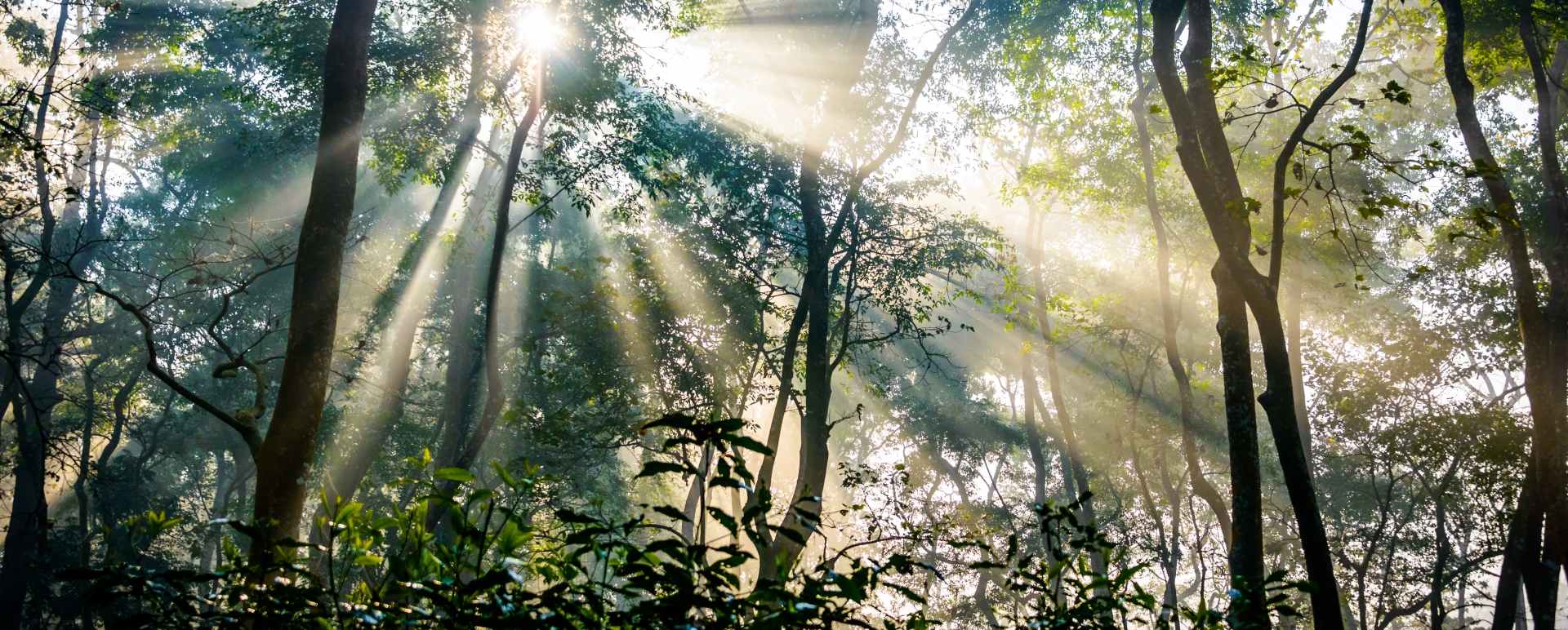 Chitwan Jungle - Wild Nepal