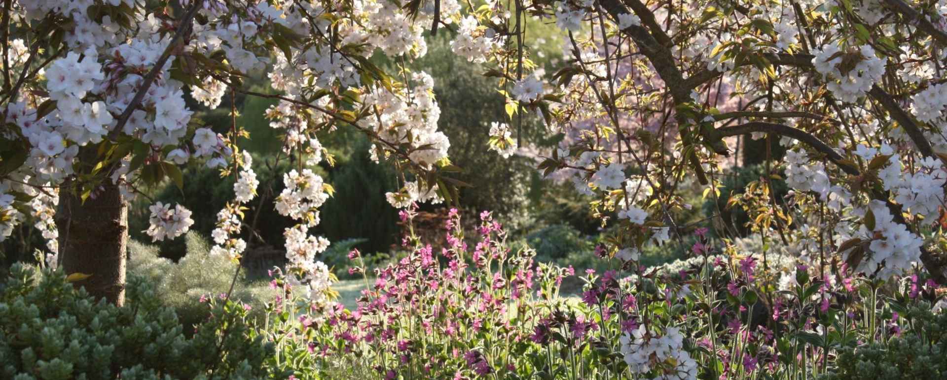 Cherry blossoms in the garden - Edenhouse