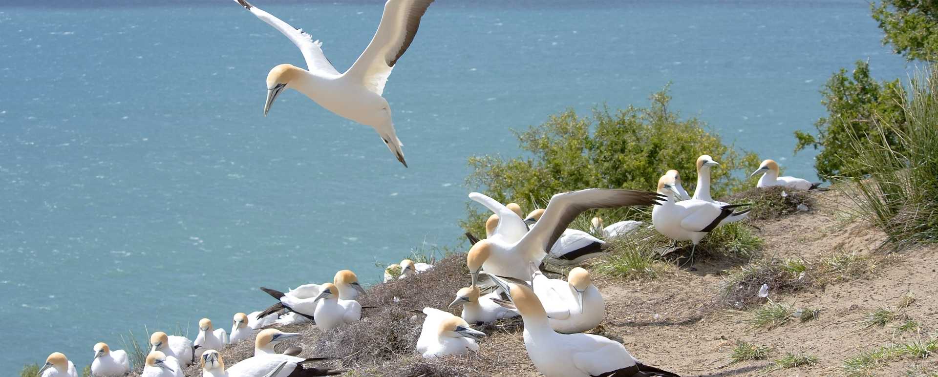 Gannet Colony - The Farm at Cape Kidnappers 