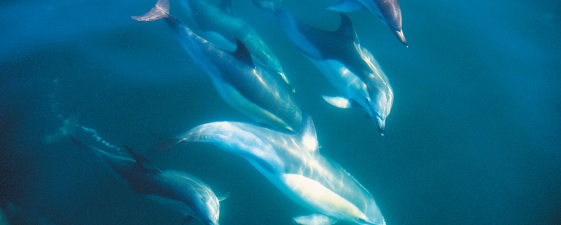 Dolphin Encounter off the coast of Kaikoura Shared