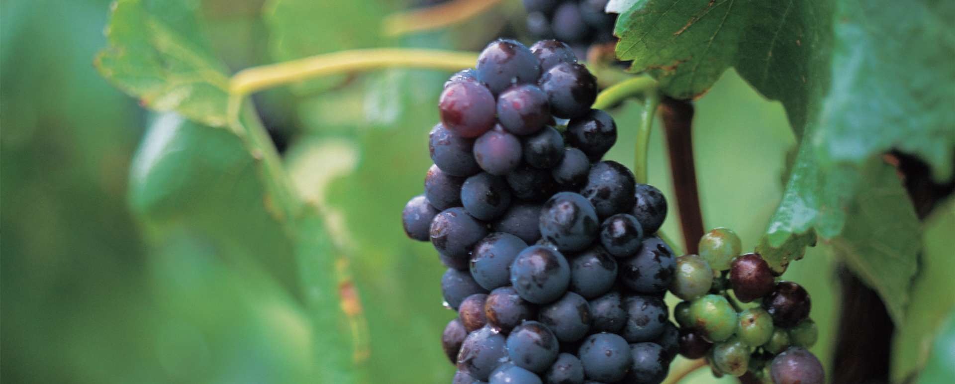 Marlborough Private Wine Tour