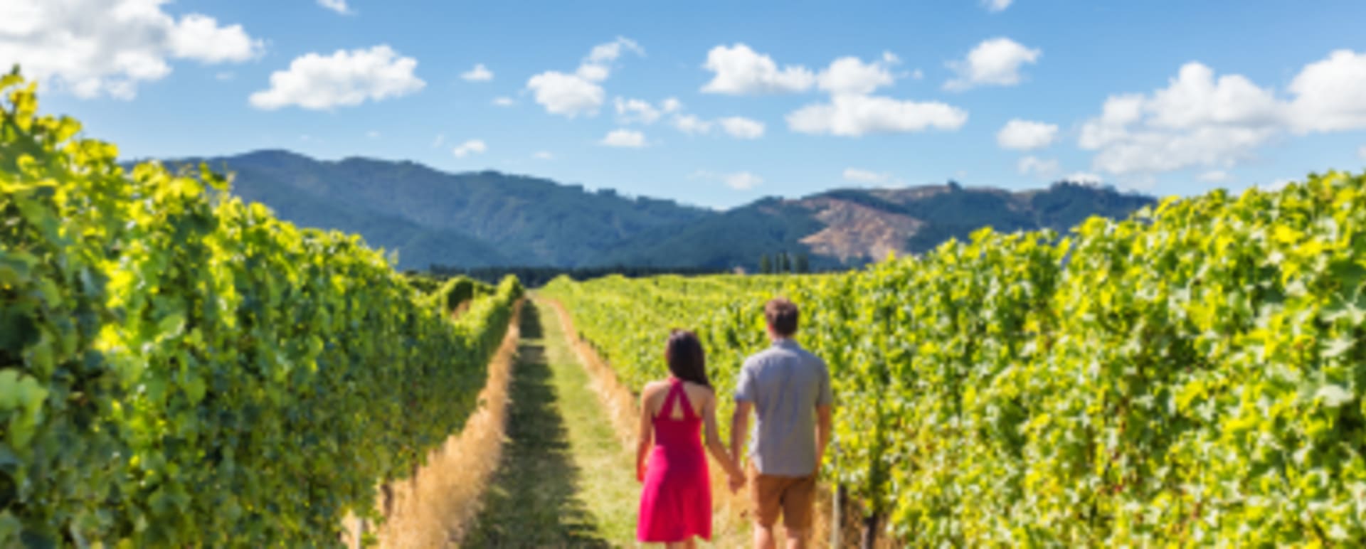 New Zealand Vinyard 