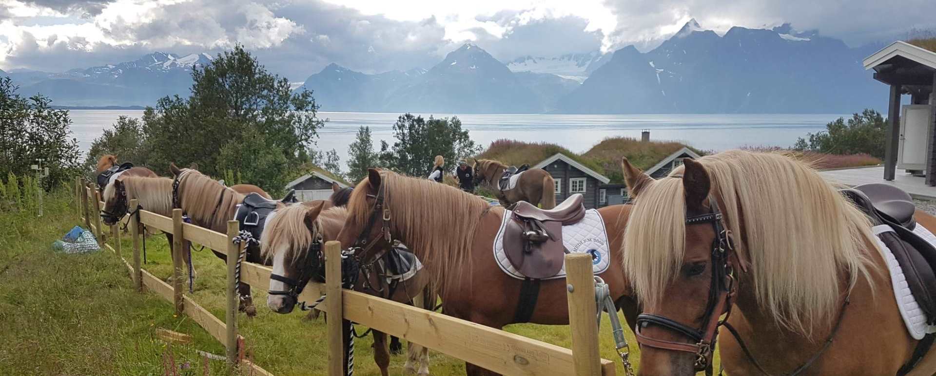 Horses 