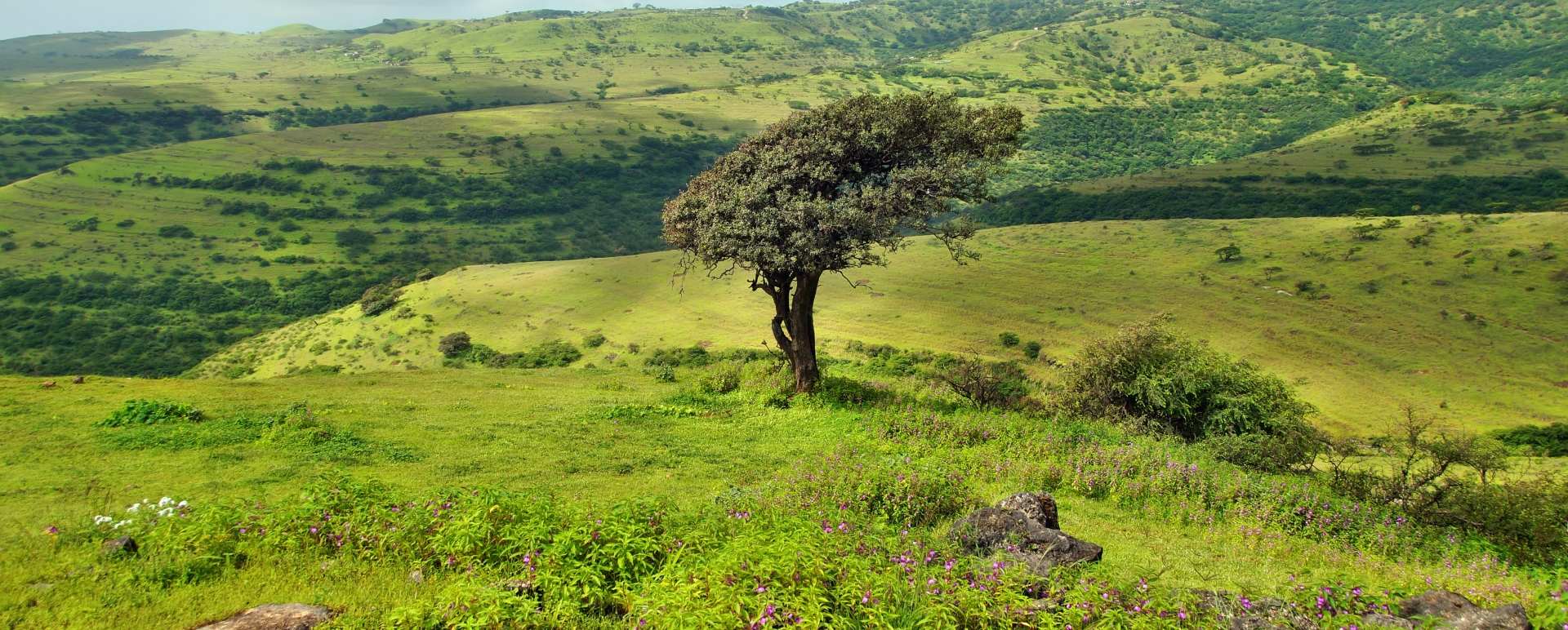 Salalah 