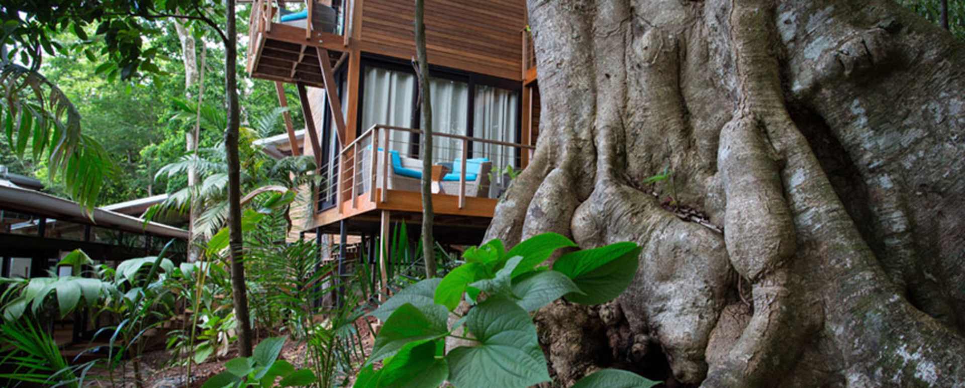 Amongst the trees - Isla Palenque
