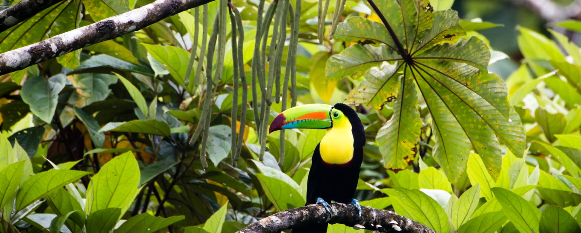 Private Gatun Lake Eco Adventure