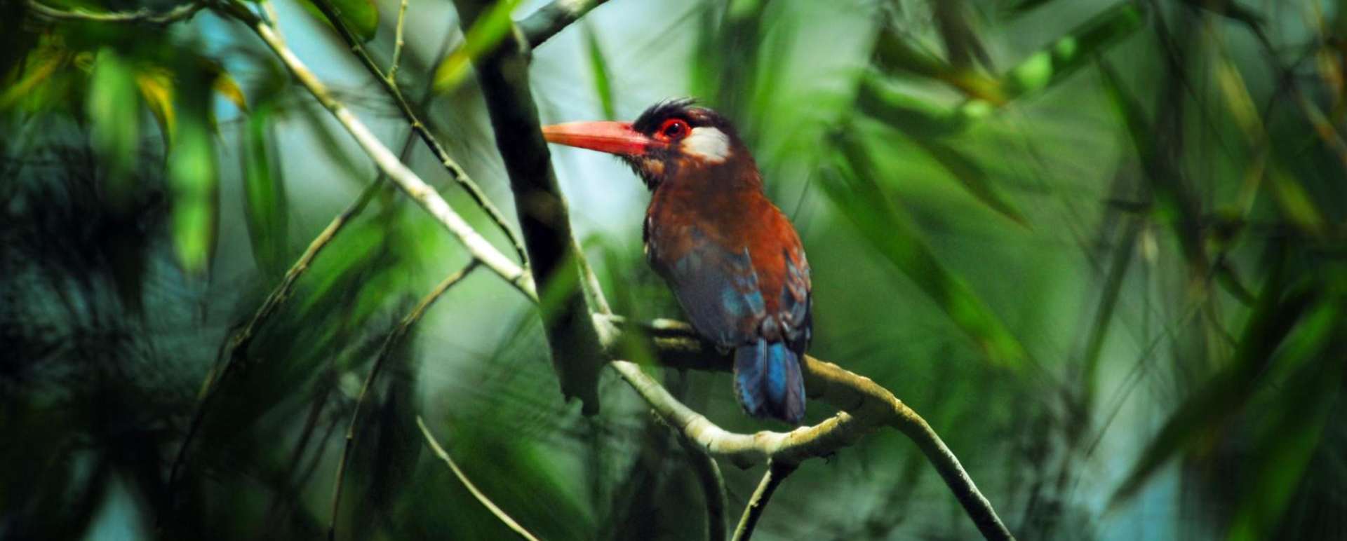 Woodcreeper - Aria Amazon