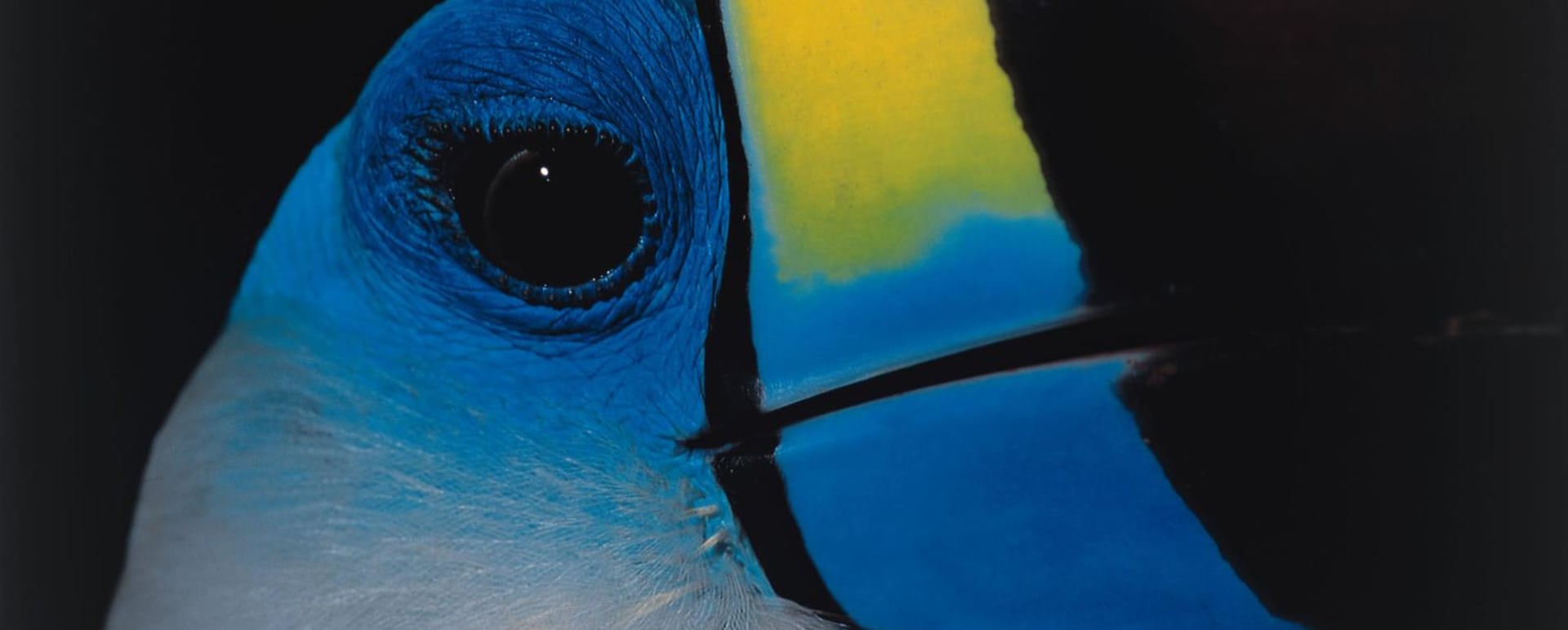 Great Wildlife Viewing - Reserva Amazonica